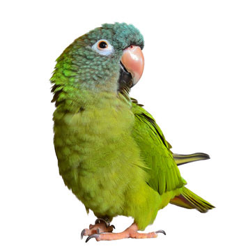 הרעלת שוקולד אצל תוכים