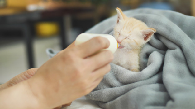 טיפול בגורי חתולים יונקים - מה חשוב לדעת?