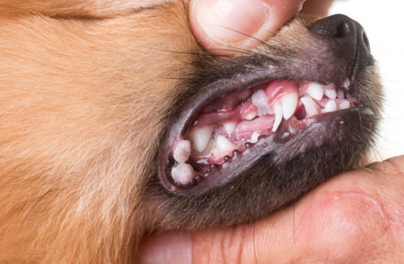 עכשיו אפשר לחייך! בדיקות שיניים תקופתיות לכלבים
