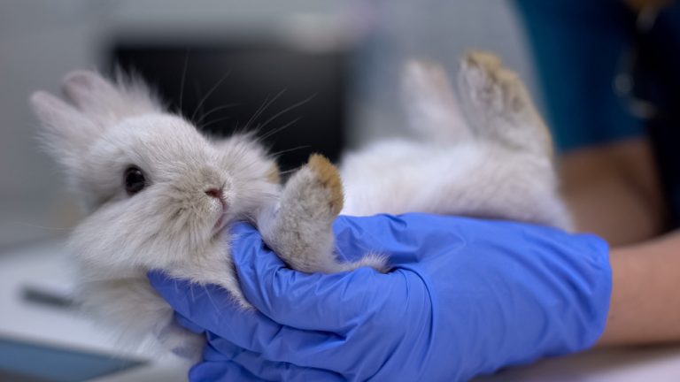 סקביאס אצל ארנבים - סימפטומים ואופן טיפול