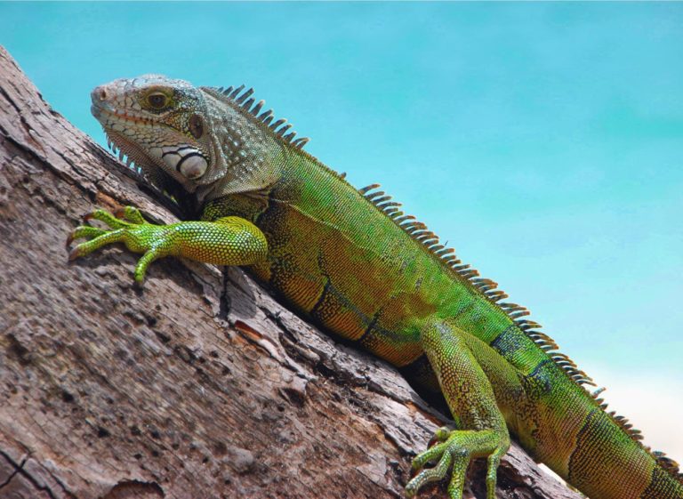 טיפול באיגואנה כחיית מחמד