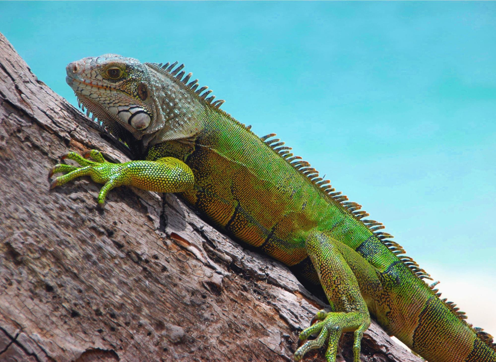 טיפול באיגואנה כחיית מחמד
