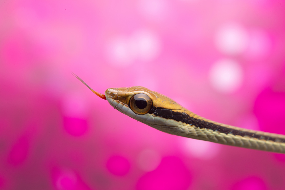 סטרס בנחשים